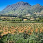 Vineyard with mountain backdrop in Western Cape, South Africa.