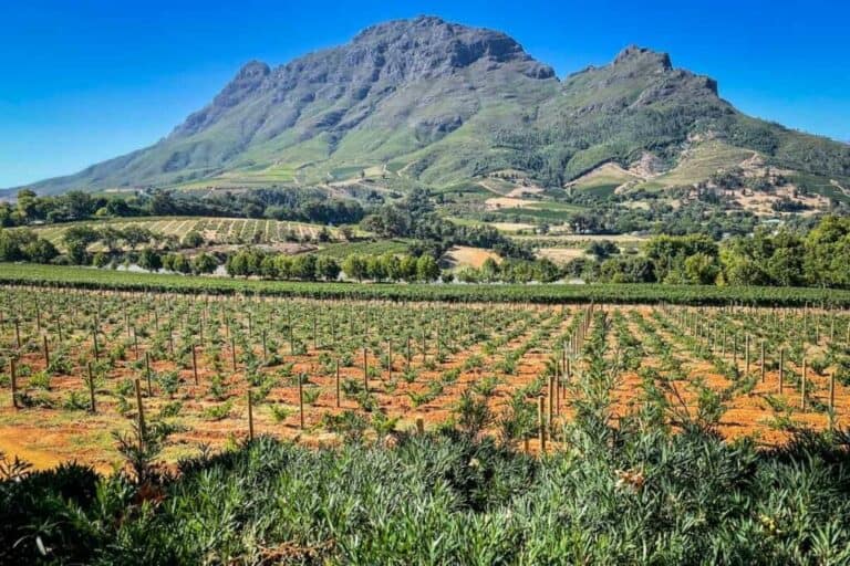 Vineyard with mountain backdrop in Western Cape, South Africa.